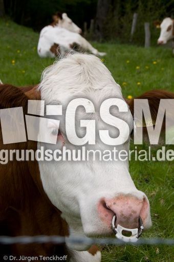 Hausrind (87 von 174).jpg